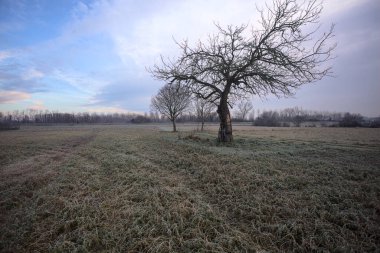 Sabahın erken saatlerinde İtalya 'nın kırsal kesimlerinde bulutlu bir günde, kıpkırmızı bir tarlanın ortasında çıplak ağaçlar.