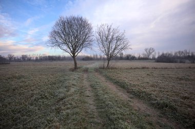 İtalya kırsalında bulutlu bir günde, çıplak ağaçların arasından geçen, kıpkırmızı bir tarlada, arka planda bir ormana giden patika.