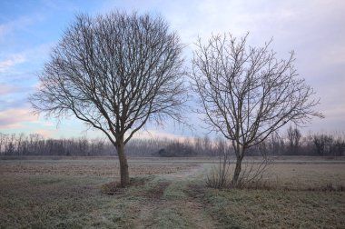 İtalya kırsalında bulutlu bir günde, çıplak ağaçların arasından geçen, kıpkırmızı bir tarlada, arka planda bir ormana giden patika.