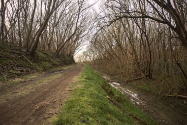 Derin bir hendeğin yanındaki patikada üzerlerinde ağaçlar, aralarında bir boşluk, bulutlu bir gökyüzü, çıplak ağaçlarla dolu bir ormanda, kışın, İtalya 'nın kırsalında