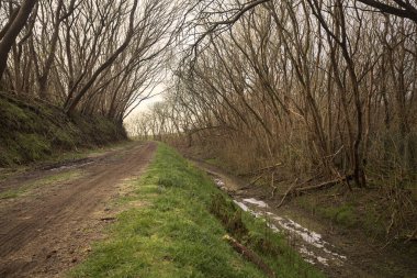Derin bir hendeğin yanındaki patikada üzerlerinde ağaçlar, aralarında bir boşluk, bulutlu bir gökyüzü, çıplak ağaçlarla dolu bir ormanda, kışın, İtalya 'nın kırsalında