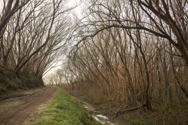 Derin bir hendeğin yanındaki patikada üzerlerinde ağaçlar, aralarında bir boşluk, bulutlu bir gökyüzü, çıplak ağaçlarla dolu bir ormanda, kışın, İtalya 'nın kırsalında