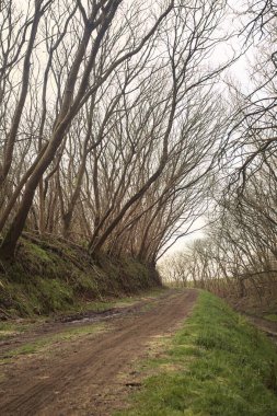 Derin bir hendeğin yanındaki patikada üzerlerinde ağaçlar, aralarında bir boşluk, bulutlu bir gökyüzü, çıplak ağaçlarla dolu bir ormanda, kışın, İtalya 'nın kırsalında