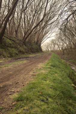 Derin bir hendeğin yanındaki patikada üzerlerinde ağaçlar, aralarında bir boşluk, bulutlu bir gökyüzü, çıplak ağaçlarla dolu bir ormanda, kışın, İtalya 'nın kırsalında