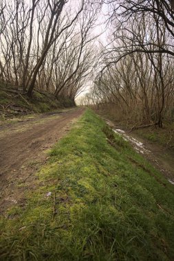 Derin bir hendeğin yanındaki patikada üzerlerinde ağaçlar, aralarında bir boşluk, bulutlu bir gökyüzü, çıplak ağaçlarla dolu bir ormanda, kışın, İtalya 'nın kırsalında