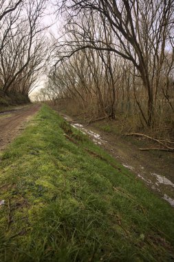 Derin bir hendeğin yanındaki patikada üzerlerinde ağaçlar, aralarında bir boşluk, bulutlu bir gökyüzü, çıplak ağaçlarla dolu bir ormanda, kışın, İtalya 'nın kırsalında
