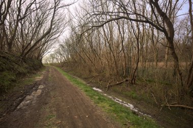 Derin bir hendeğin yanındaki patikada üzerlerinde ağaçlar, aralarında bir boşluk, bulutlu bir gökyüzü, çıplak ağaçlarla dolu bir ormanda, kışın, İtalya 'nın kırsalında