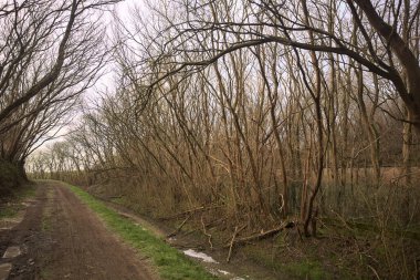 Derin bir hendeğin yanındaki patikada üzerlerinde ağaçlar, aralarında bir boşluk, bulutlu bir gökyüzü, çıplak ağaçlarla dolu bir ormanda, kışın, İtalya 'nın kırsalında