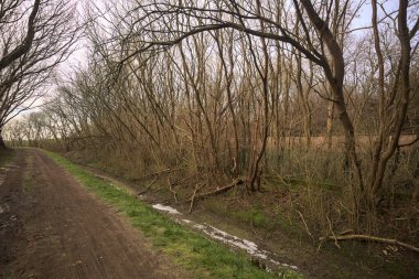 Derin bir hendeğin yanındaki patikada üzerlerinde ağaçlar, aralarında bir boşluk, bulutlu bir gökyüzü, çıplak ağaçlarla dolu bir ormanda, kışın, İtalya 'nın kırsalında
