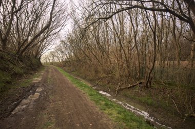 Derin bir hendeğin yanındaki patikada üzerlerinde ağaçlar, aralarında bir boşluk, bulutlu bir gökyüzü, çıplak ağaçlarla dolu bir ormanda, kışın, İtalya 'nın kırsalında