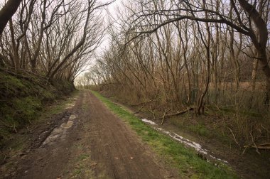 Derin bir hendeğin yanındaki patikada üzerlerinde ağaçlar, aralarında bir boşluk, bulutlu bir gökyüzü, çıplak ağaçlarla dolu bir ormanda, kışın, İtalya 'nın kırsalında
