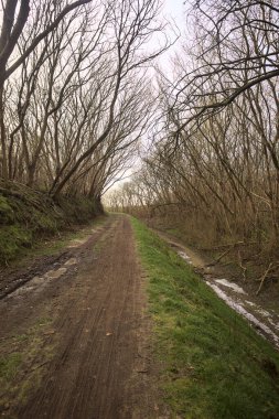 Derin bir hendeğin yanındaki patikada üzerlerinde ağaçlar, aralarında bir boşluk, bulutlu bir gökyüzü, çıplak ağaçlarla dolu bir ormanda, kışın, İtalya 'nın kırsalında