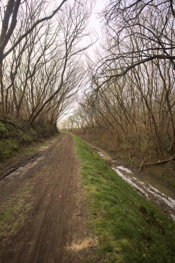 Derin bir hendeğin yanındaki patikada üzerlerinde ağaçlar, aralarında bir boşluk, bulutlu bir gökyüzü, çıplak ağaçlarla dolu bir ormanda, kışın, İtalya 'nın kırsalında