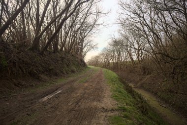 Derin bir hendeğin yanındaki patikada üzerlerinde ağaçlar, aralarında bir boşluk, bulutlu bir gökyüzü, çıplak ağaçlarla dolu bir ormanda, kışın, İtalya 'nın kırsalında