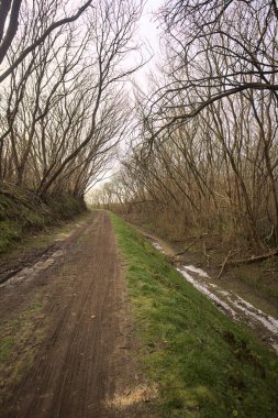 Derin bir hendeğin yanındaki patikada üzerlerinde ağaçlar, aralarında bir boşluk, bulutlu bir gökyüzü, çıplak ağaçlarla dolu bir ormanda, kışın, İtalya 'nın kırsalında