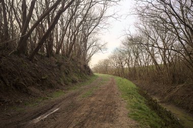 Derin bir hendeğin yanındaki patikada üzerlerinde ağaçlar, aralarında bir boşluk, bulutlu bir gökyüzü, çıplak ağaçlarla dolu bir ormanda, kışın, İtalya 'nın kırsalında