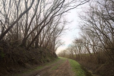 Derin bir hendeğin yanındaki patikada üzerlerinde ağaçlar, aralarında bir boşluk, bulutlu bir gökyüzü, çıplak ağaçlarla dolu bir ormanda, kışın, İtalya 'nın kırsalında