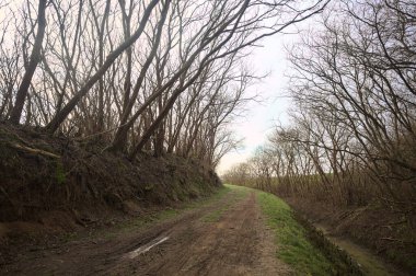 Derin bir hendeğin yanındaki patikada üzerlerinde ağaçlar, aralarında bir boşluk, bulutlu bir gökyüzü, çıplak ağaçlarla dolu bir ormanda, kışın, İtalya 'nın kırsalında