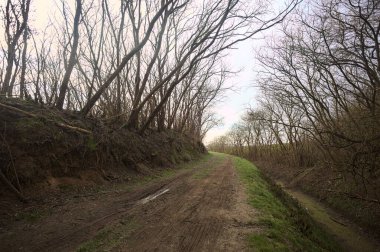 Derin bir hendeğin yanındaki patikada üzerlerinde ağaçlar, aralarında bir boşluk, bulutlu bir gökyüzü, çıplak ağaçlarla dolu bir ormanda, kışın, İtalya 'nın kırsalında