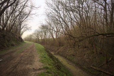 Derin bir hendeğin yanındaki patikada üzerlerinde ağaçlar, aralarında bir boşluk, bulutlu bir gökyüzü, çıplak ağaçlarla dolu bir ormanda, kışın, İtalya 'nın kırsalında