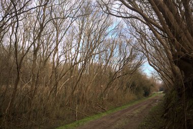 Derin bir hendeğin yanındaki patikada üzerlerinde ağaçlar, aralarında bir boşluk, bulutlu bir gökyüzü, çıplak ağaçlarla dolu bir ormanda, kışın, İtalya 'nın kırsalında