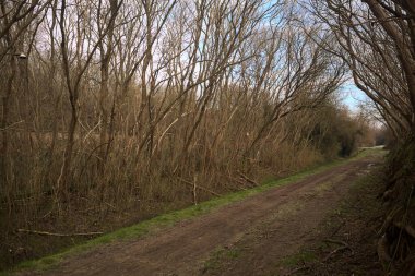 Derin bir hendeğin yanındaki patikada üzerlerinde ağaçlar, aralarında bir boşluk, bulutlu bir gökyüzü, çıplak ağaçlarla dolu bir ormanda, kışın, İtalya 'nın kırsalında