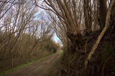 Derin bir hendeğin yanındaki patikada üzerlerinde ağaçlar, aralarında bir boşluk, bulutlu bir gökyüzü, çıplak ağaçlarla dolu bir ormanda, kışın, İtalya 'nın kırsalında