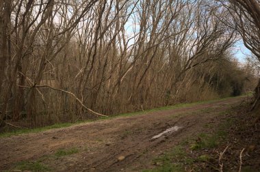 Derin bir hendeğin yanındaki patikada üzerlerinde ağaçlar, aralarında bir boşluk, bulutlu bir gökyüzü, çıplak ağaçlarla dolu bir ormanda, kışın, İtalya 'nın kırsalında