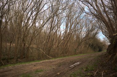 Derin bir hendeğin yanındaki patikada üzerlerinde ağaçlar, aralarında bir boşluk, bulutlu bir gökyüzü, çıplak ağaçlarla dolu bir ormanda, kışın, İtalya 'nın kırsalında