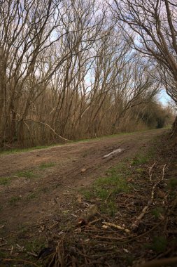 Derin bir hendeğin yanındaki patikada üzerlerinde ağaçlar, aralarında bir boşluk, bulutlu bir gökyüzü, çıplak ağaçlarla dolu bir ormanda, kışın, İtalya 'nın kırsalında