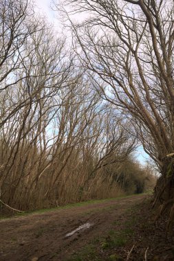 Derin bir hendeğin yanındaki patikada üzerlerinde ağaçlar, aralarında bir boşluk, bulutlu bir gökyüzü, çıplak ağaçlarla dolu bir ormanda, kışın, İtalya 'nın kırsalında