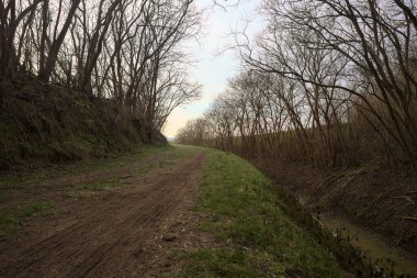 Derin bir hendeğin yanındaki patikada üzerlerinde ağaçlar, aralarında bir boşluk, bulutlu bir gökyüzü, çıplak ağaçlarla dolu bir ormanda, kışın, İtalya 'nın kırsalında