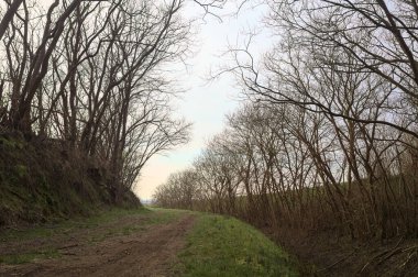 Derin bir hendeğin yanındaki patikada üzerlerinde ağaçlar, aralarında bir boşluk, bulutlu bir gökyüzü, çıplak ağaçlarla dolu bir ormanda, kışın, İtalya 'nın kırsalında