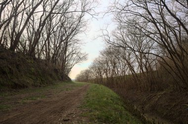 Derin bir hendeğin yanındaki patikada üzerlerinde ağaçlar, aralarında bir boşluk, bulutlu bir gökyüzü, çıplak ağaçlarla dolu bir ormanda, kışın, İtalya 'nın kırsalında