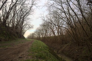 Derin bir hendeğin yanındaki patikada üzerlerinde ağaçlar, aralarında bir boşluk, bulutlu bir gökyüzü, çıplak ağaçlarla dolu bir ormanda, kışın, İtalya 'nın kırsalında