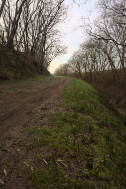 Derin bir hendeğin yanındaki patikada üzerlerinde ağaçlar, aralarında bir boşluk, bulutlu bir gökyüzü, çıplak ağaçlarla dolu bir ormanda, kışın, İtalya 'nın kırsalında