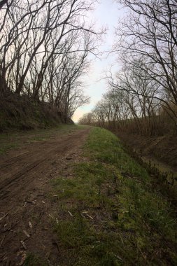 Derin bir hendeğin yanındaki patikada üzerlerinde ağaçlar, aralarında bir boşluk, bulutlu bir gökyüzü, çıplak ağaçlarla dolu bir ormanda, kışın, İtalya 'nın kırsalında