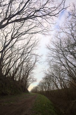 Derin bir hendeğin yanındaki patikada üzerlerinde ağaçlar, aralarında bir boşluk, bulutlu bir gökyüzü, çıplak ağaçlarla dolu bir ormanda, kışın, İtalya 'nın kırsalında