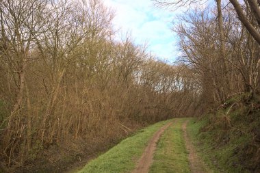 Derin bir hendeğin yanındaki patikada üzerlerinde ağaçlar, aralarında bir boşluk, bulutlu bir gökyüzü, çıplak ağaçlarla dolu bir ormanda, kışın, İtalya 'nın kırsalında