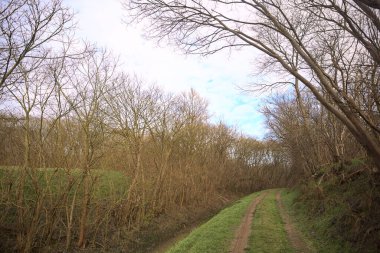 Derin bir hendeğin yanındaki patikada üzerlerinde ağaçlar, aralarında bir boşluk, bulutlu bir gökyüzü, çıplak ağaçlarla dolu bir ormanda, kışın, İtalya 'nın kırsalında