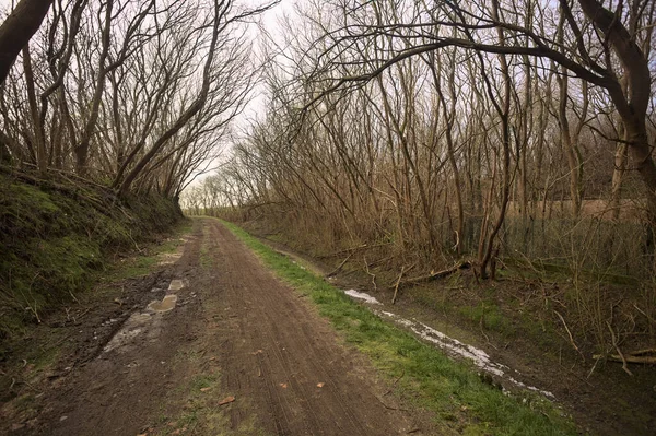 Derin bir hendeğin yanındaki patikada üzerlerinde ağaçlar, aralarında bir boşluk, bulutlu bir gökyüzü, çıplak ağaçlarla dolu bir ormanda, kışın, İtalya 'nın kırsalında