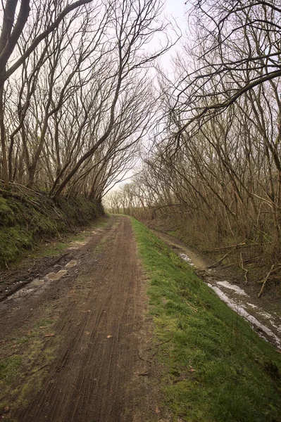Derin bir hendeğin yanındaki patikada üzerlerinde ağaçlar, aralarında bir boşluk, bulutlu bir gökyüzü, çıplak ağaçlarla dolu bir ormanda, kışın, İtalya 'nın kırsalında