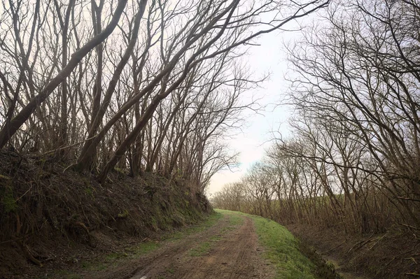 Derin bir hendeğin yanındaki patikada üzerlerinde ağaçlar, aralarında bir boşluk, bulutlu bir gökyüzü, çıplak ağaçlarla dolu bir ormanda, kışın, İtalya 'nın kırsalında