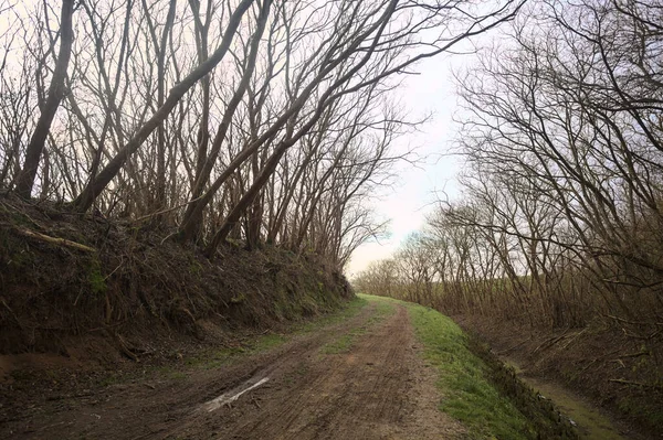 Derin bir hendeğin yanındaki patikada üzerlerinde ağaçlar, aralarında bir boşluk, bulutlu bir gökyüzü, çıplak ağaçlarla dolu bir ormanda, kışın, İtalya 'nın kırsalında
