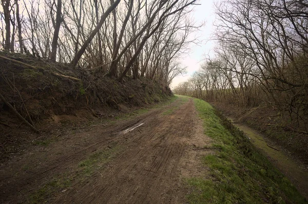 Derin bir hendeğin yanındaki patikada üzerlerinde ağaçlar, aralarında bir boşluk, bulutlu bir gökyüzü, çıplak ağaçlarla dolu bir ormanda, kışın, İtalya 'nın kırsalında