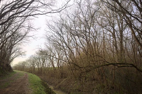 Derin bir hendeğin yanındaki patikada üzerlerinde ağaçlar, aralarında bir boşluk, bulutlu bir gökyüzü, çıplak ağaçlarla dolu bir ormanda, kışın, İtalya 'nın kırsalında