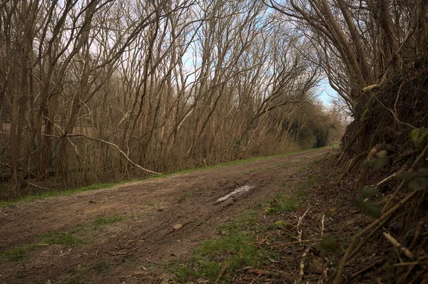Derin bir hendeğin yanındaki patikada üzerlerinde ağaçlar, aralarında bir boşluk, bulutlu bir gökyüzü, çıplak ağaçlarla dolu bir ormanda, kışın, İtalya 'nın kırsalında