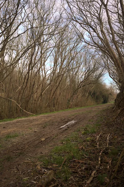 Derin bir hendeğin yanındaki patikada üzerlerinde ağaçlar, aralarında bir boşluk, bulutlu bir gökyüzü, çıplak ağaçlarla dolu bir ormanda, kışın, İtalya 'nın kırsalında