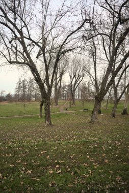 İtalya 'da bulutlu bir günde, üzerinde ağaçlar ve yapraklar olan bir parkta asfalt patikalar arasında yol ayrımı.
