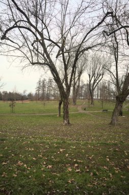 İtalya 'da bulutlu bir günde, üzerinde ağaçlar ve yapraklar olan bir parkta asfalt patikalar arasında yol ayrımı.